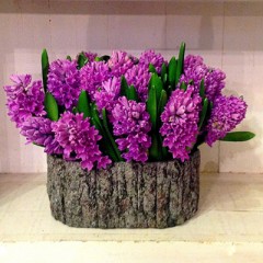 #71-Heavenly Hyacinth